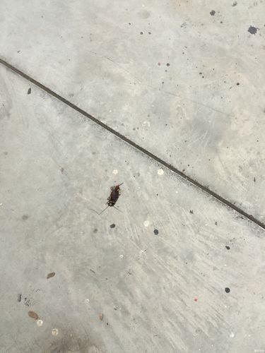 澳门管家婆100%精准香港和酒店早餐吃出蒸蟑螂与酒店早餐吃出蒸蟑螂怎么赔偿