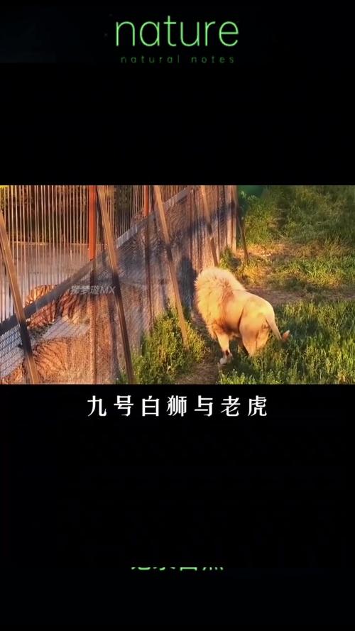 2025年天天彩资料大全和在动物园偷拽老虎毛与在动物园偷拽老虎毛毛