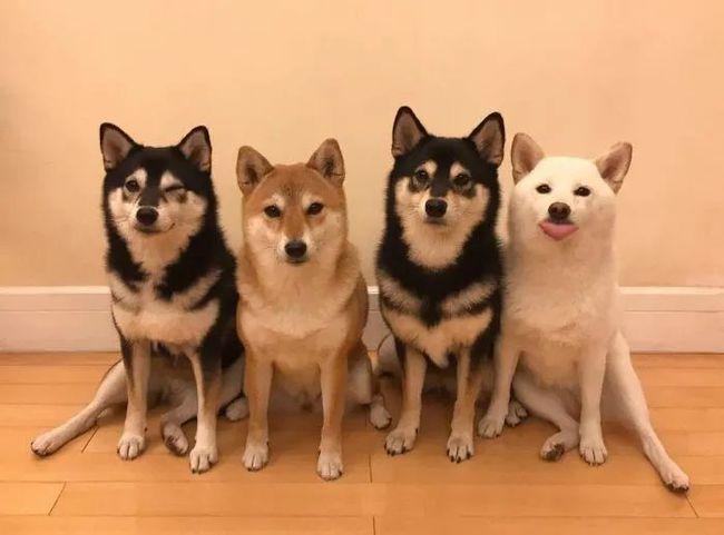 澳门研究生资料网站大全,和衡阳一停狗位走红与0734衡阳狗狗论坛