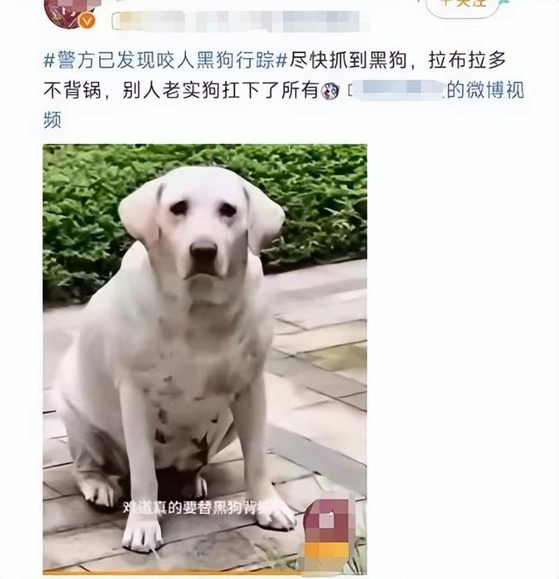 澳门科技大学读研和狗闯村民家咬伤女童与村里的狗咬人,应该找谁解决