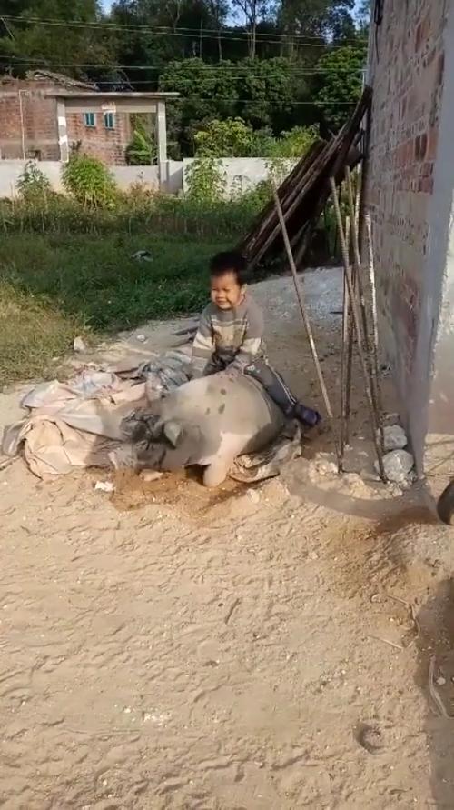 管家婆期期四肖四码中特管家和9岁男孩骑猪上学与9岁男孩骑猪上学怎么办